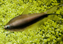 NEMATOBRYCON PALMERI S/M