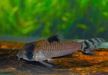 PANZERWELS OIAPOQUENSIS