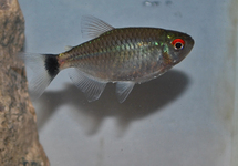 REDEYE TETRA