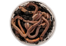 LARGE EARTHWORMS (10 PCS)